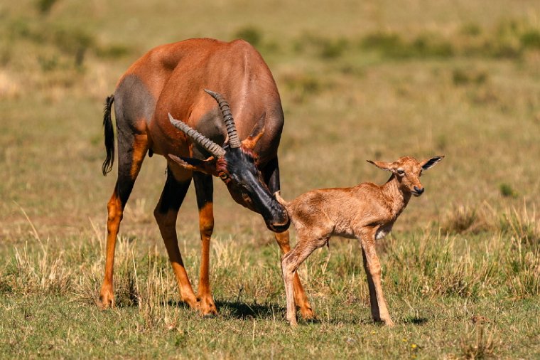 061 Masai Mara.jpg